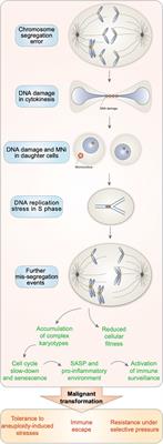 The Dynamic Instability of the Aneuploid Genome